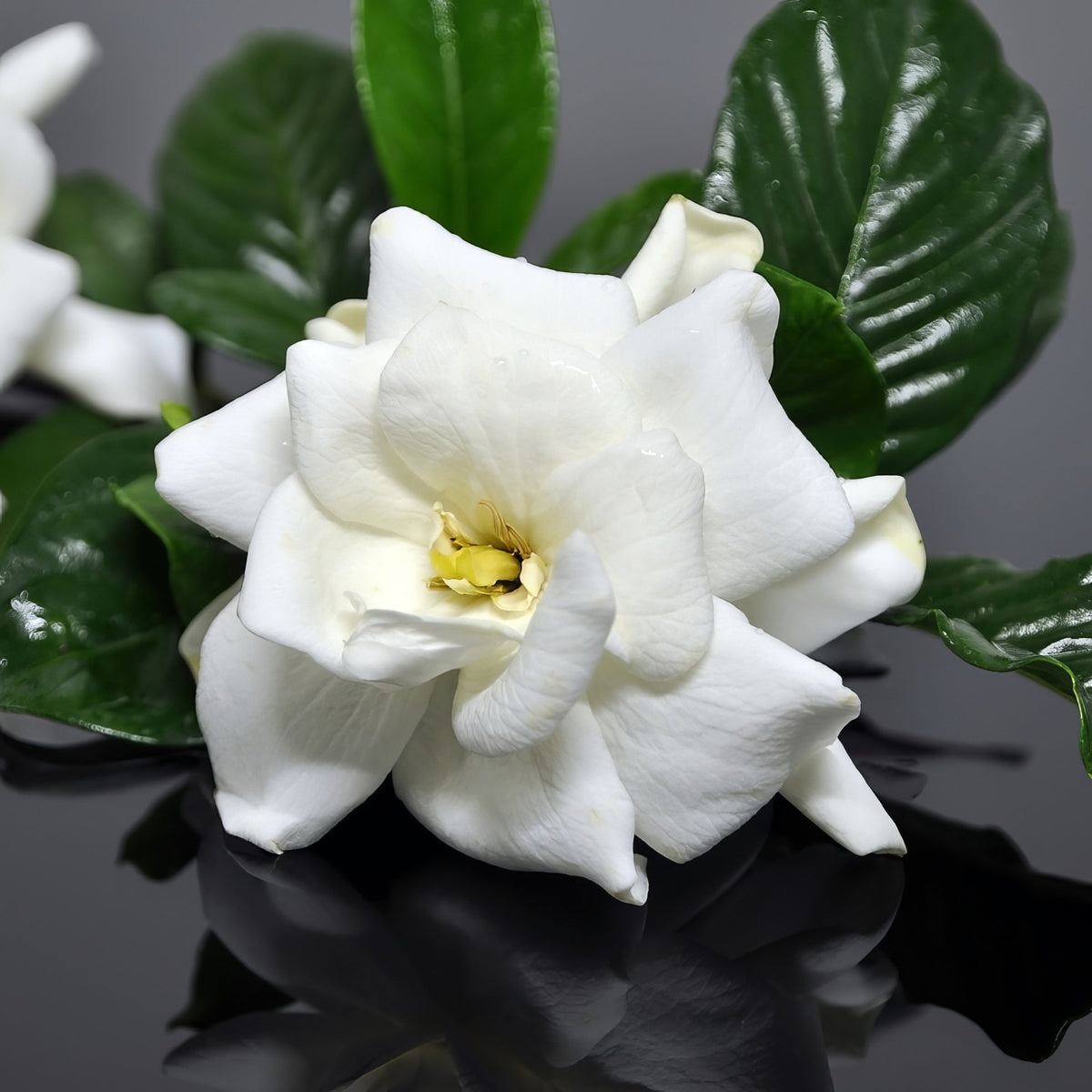 Gardenia 'Frostproof' - 3 Gallon Pot