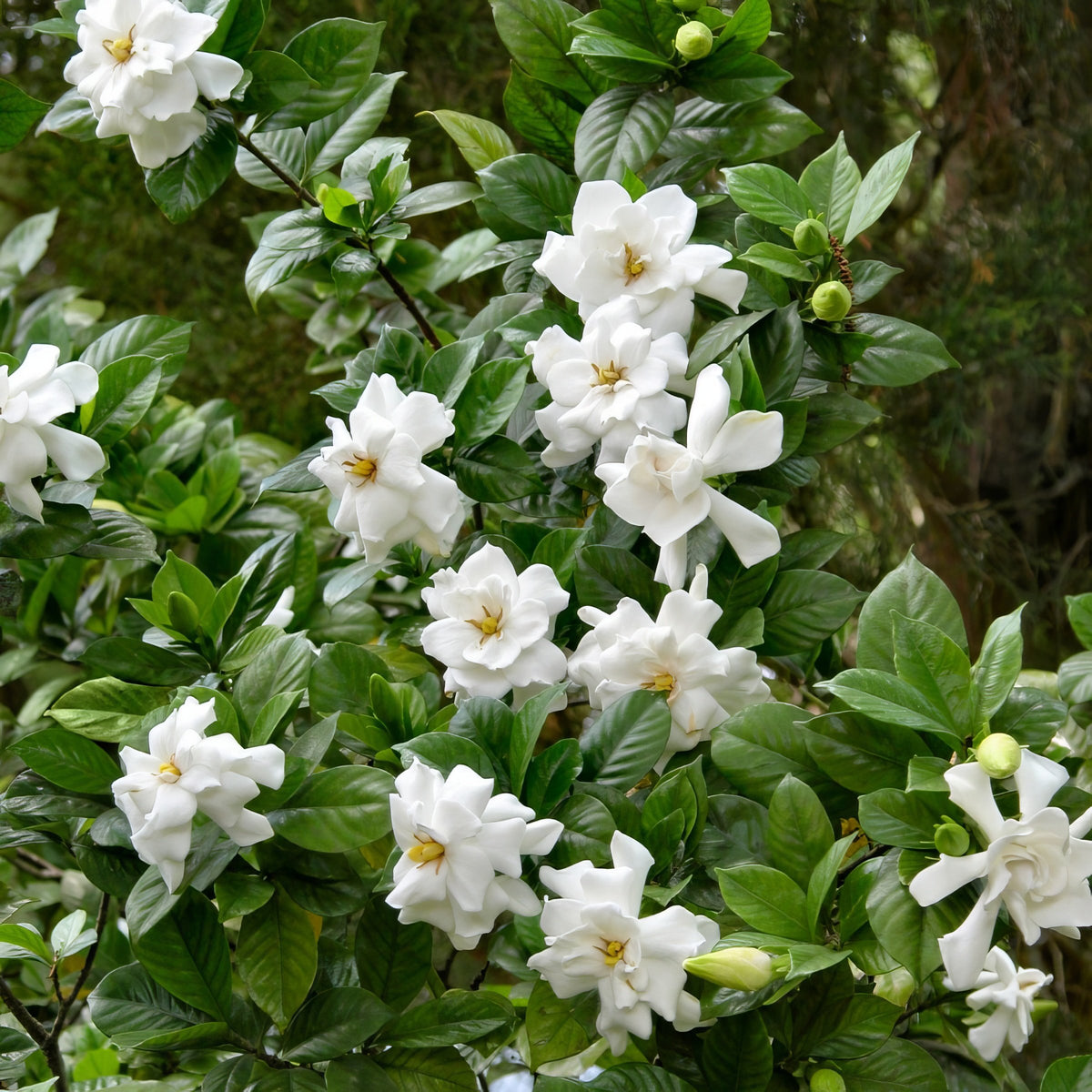 Gardenia 'Frostproof' - 1 Gallon Pot
