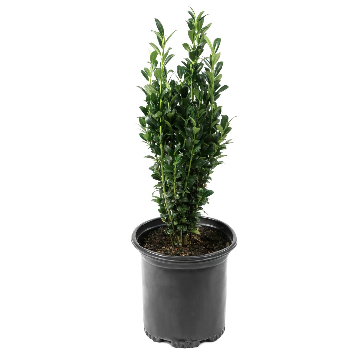 Sky Pencil, Japanese Holly - 1 Gallon Pot