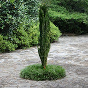 Sky Pencil, Japanese Holly - 1 Gallon Pot