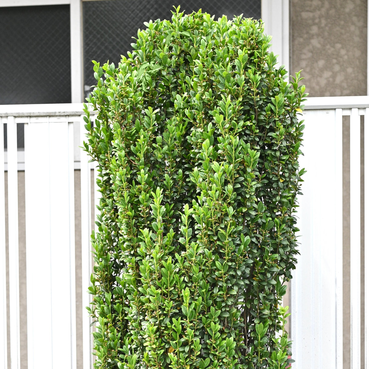 Sky Pencil, Japanese Holly - 1 Gallon Pot