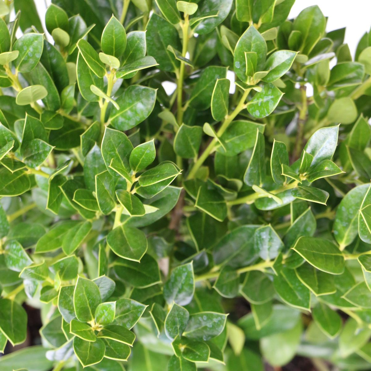 Ilex, Holly 'Needlepoint' - 1 Gallon