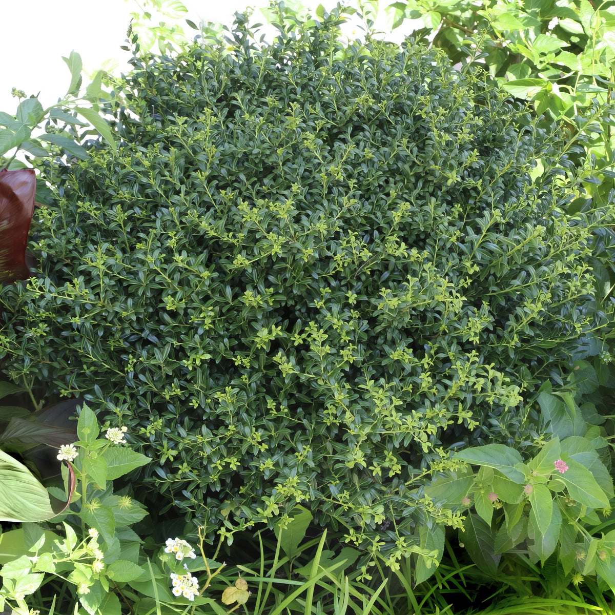 Ilex, Holly 'Soft Touch' - 1 Gallon