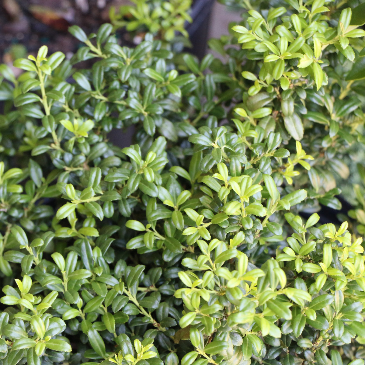 Ilex, Holly 'Soft Touch' - 1 Gallon