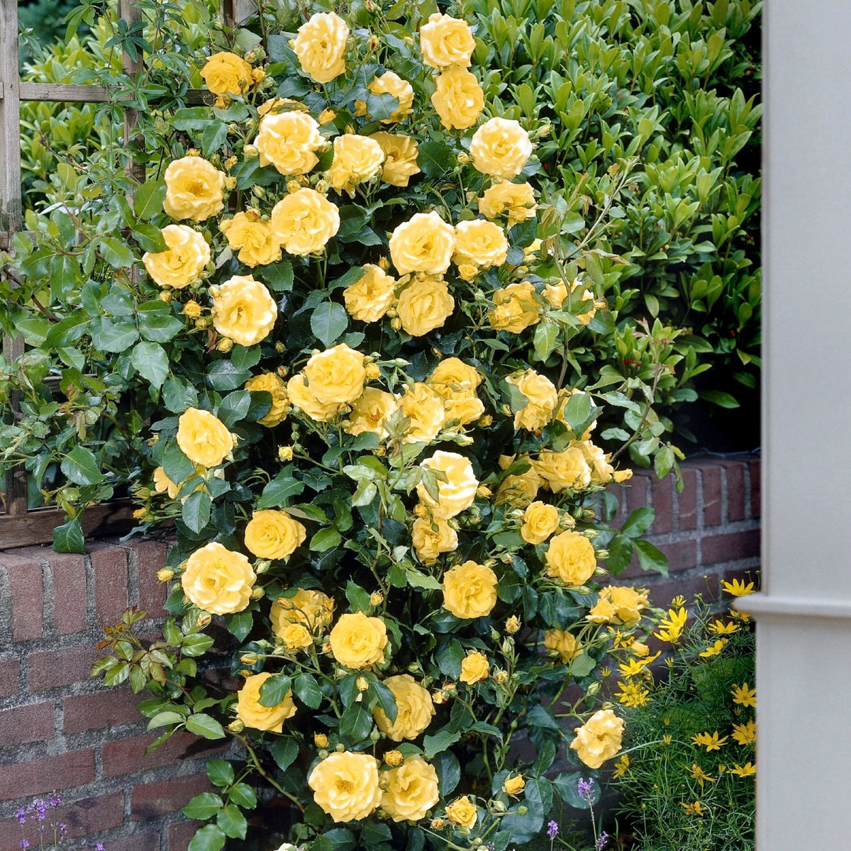 Patio Plant Club - Delivered Monthly, FREE Shipping!
