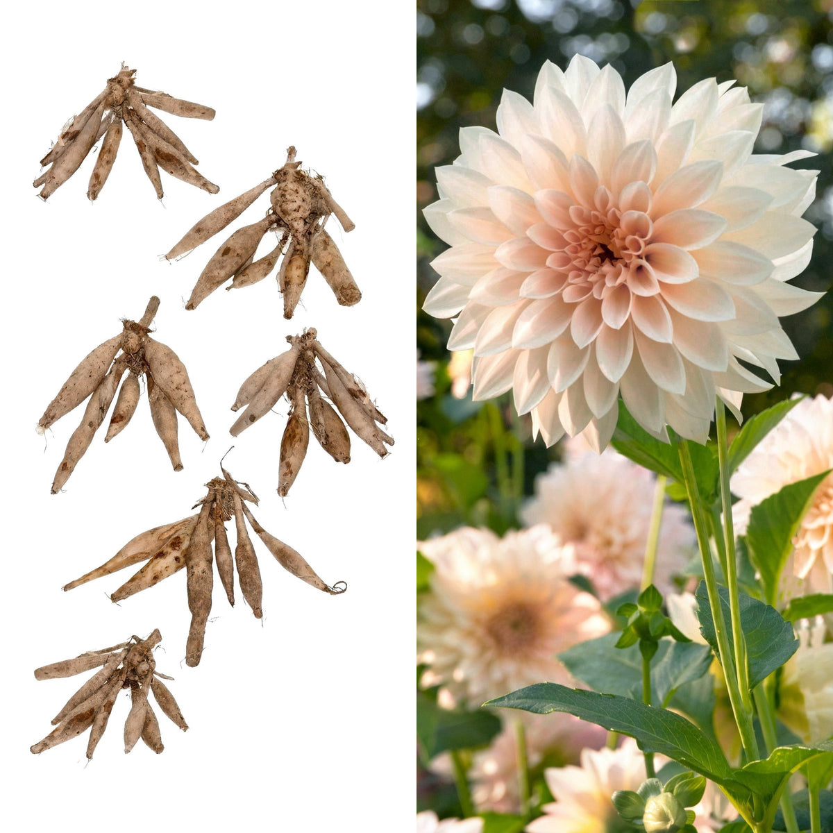 Dahlia, 'Café au Lait' Bareroot - 6 Piece