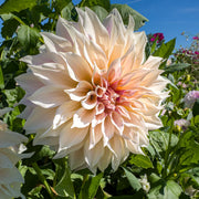 Dahlia, 'Café au Lait' Bareroot - 6 Piece