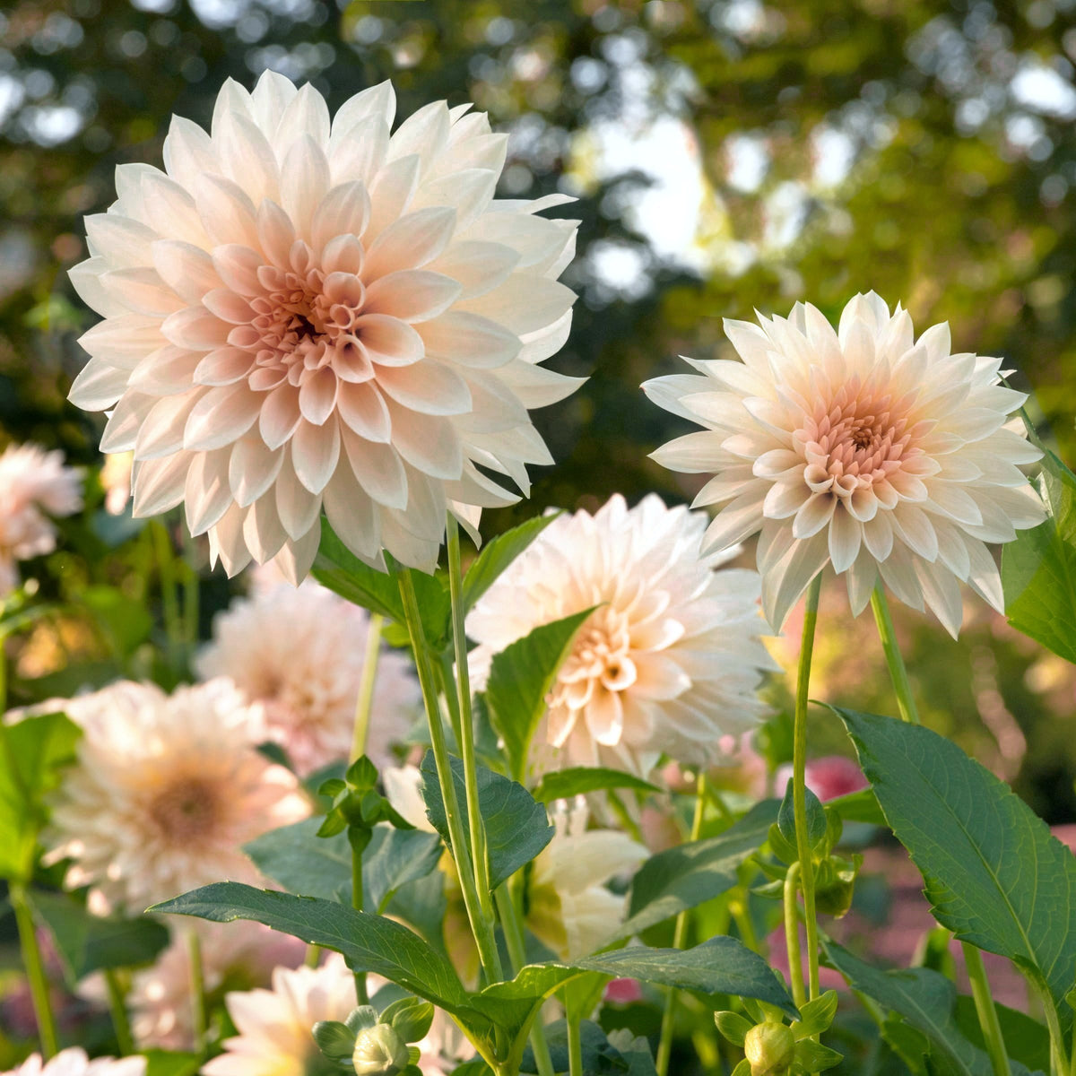 Dahlia, 'Café au Lait' Bareroot - 6 Piece