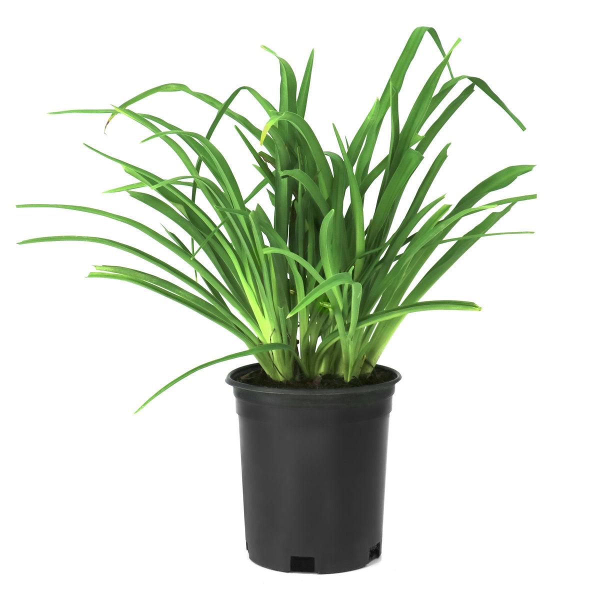 Hemerocallis 'Little Grapette' Daylily - 1 Gallon Pot
