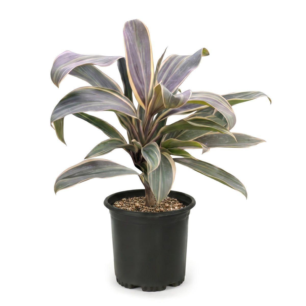 Cordyline 'Chocolate Queen' - 1 Gallon Pot