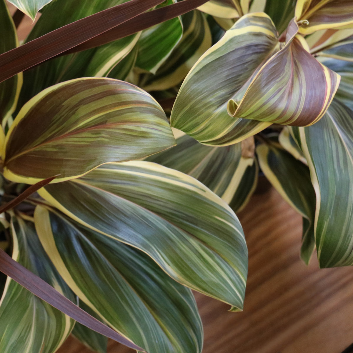 Cordyline 'Chocolate Queen' - 1 Gallon Pot