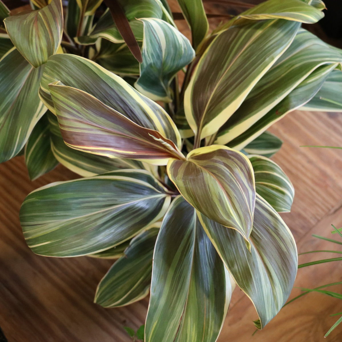 Cordyline 'Chocolate Queen' - 1 Gallon Pot