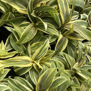 Cordyline 'Chocolate Queen' - 1 Gallon Pot