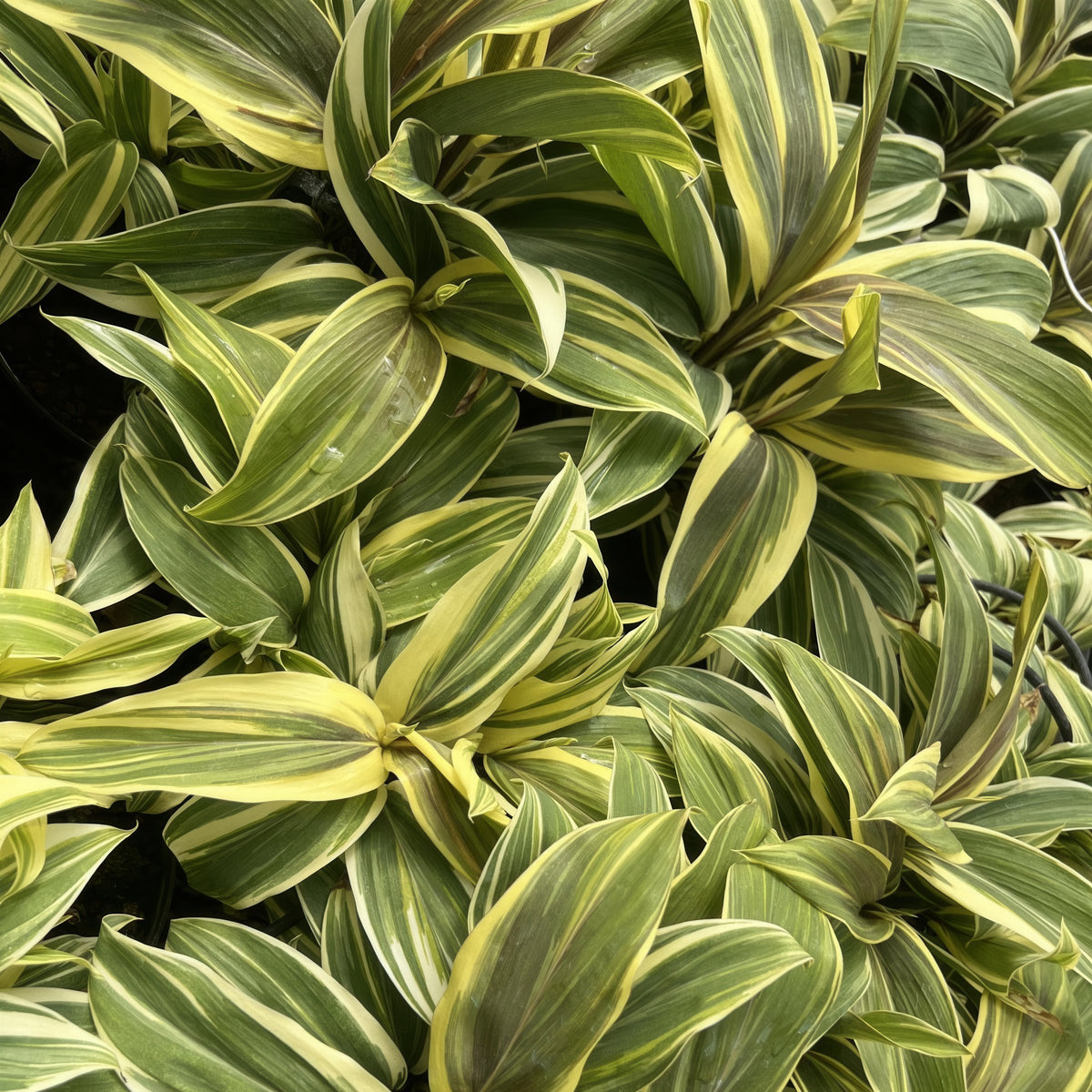 Cordyline 'Chocolate Queen' - 1 Gallon Pot