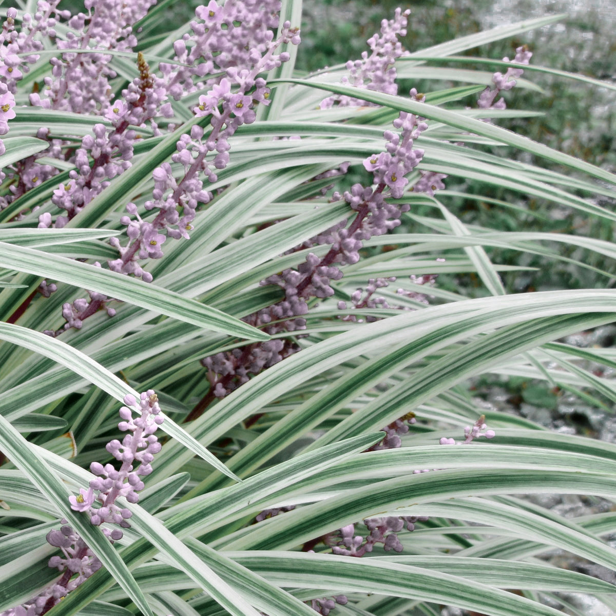 Liriope Silver Dragon - 1 Gallon Pot