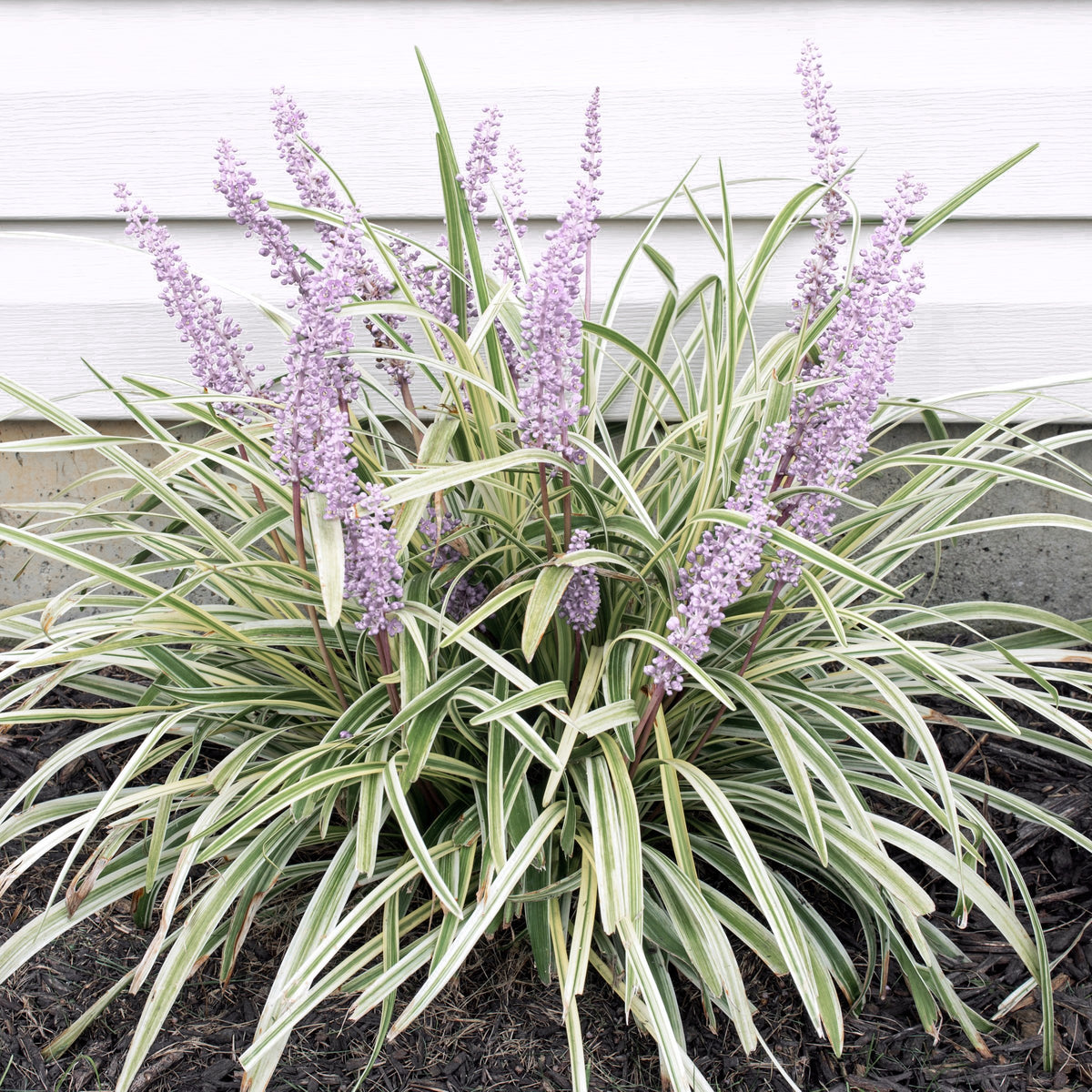 Liriope Silver Dragon - 4" Pot