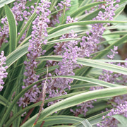 Liriope Silver Dragon - 4" Pot