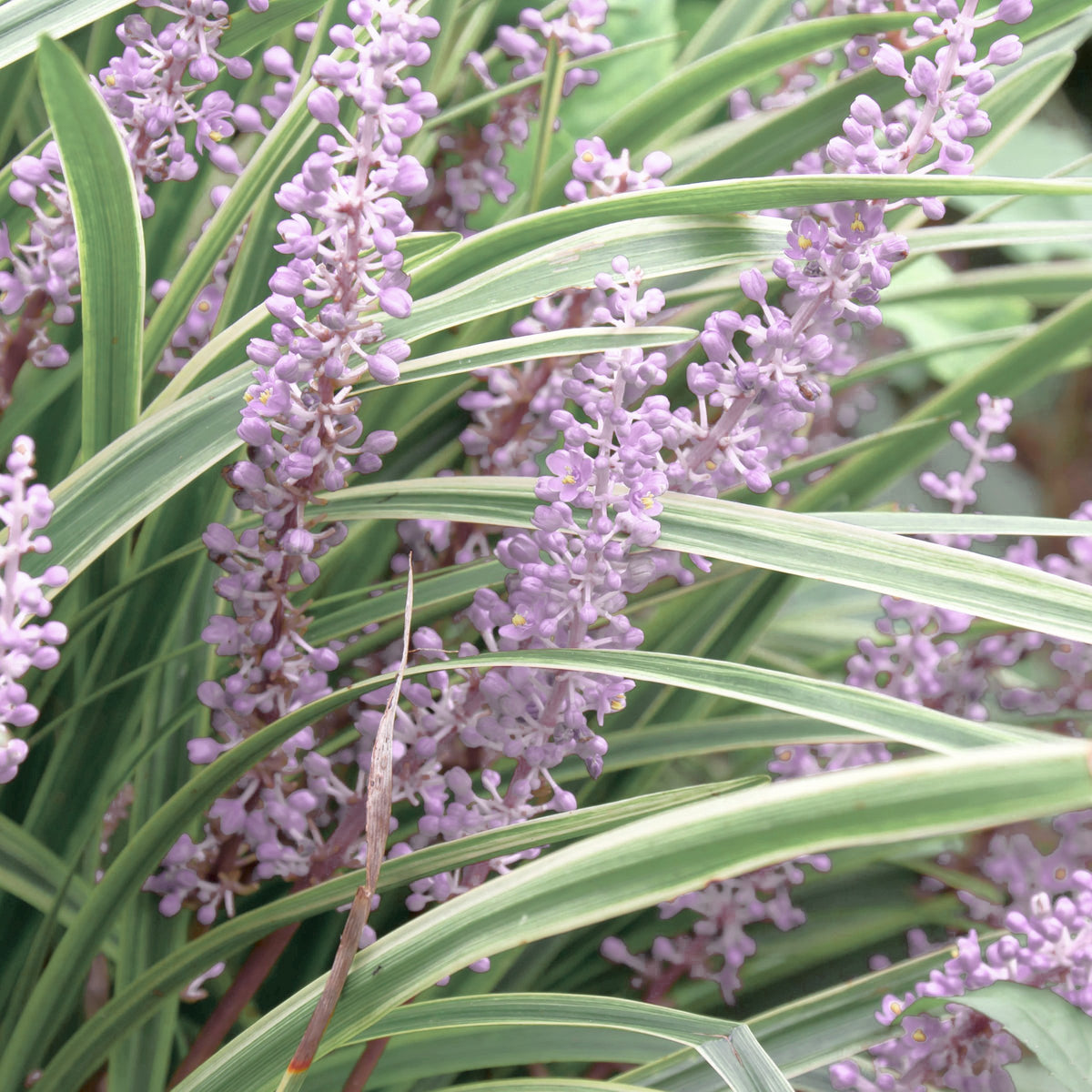 Liriope Silver Dragon - 4" Pot