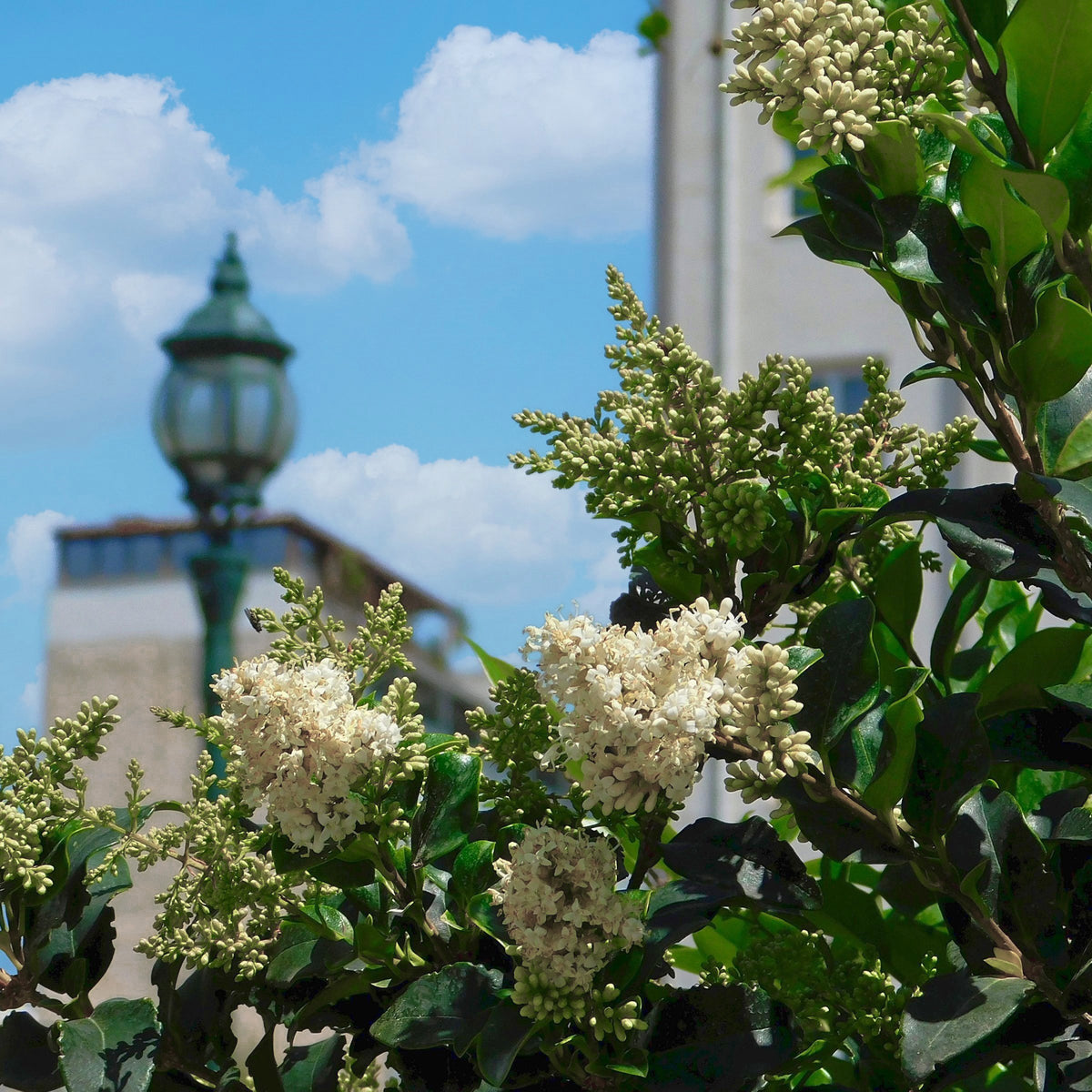 Ligustrum japonicum Wax Leaf - Square Quart