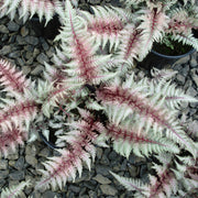 Athyrium Regal Red - 5.5" Pot