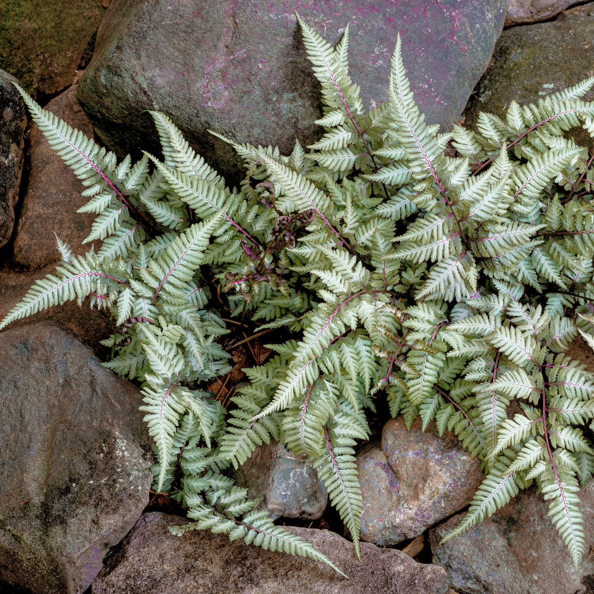 Athyrium Regal Red - 5.5" Pot