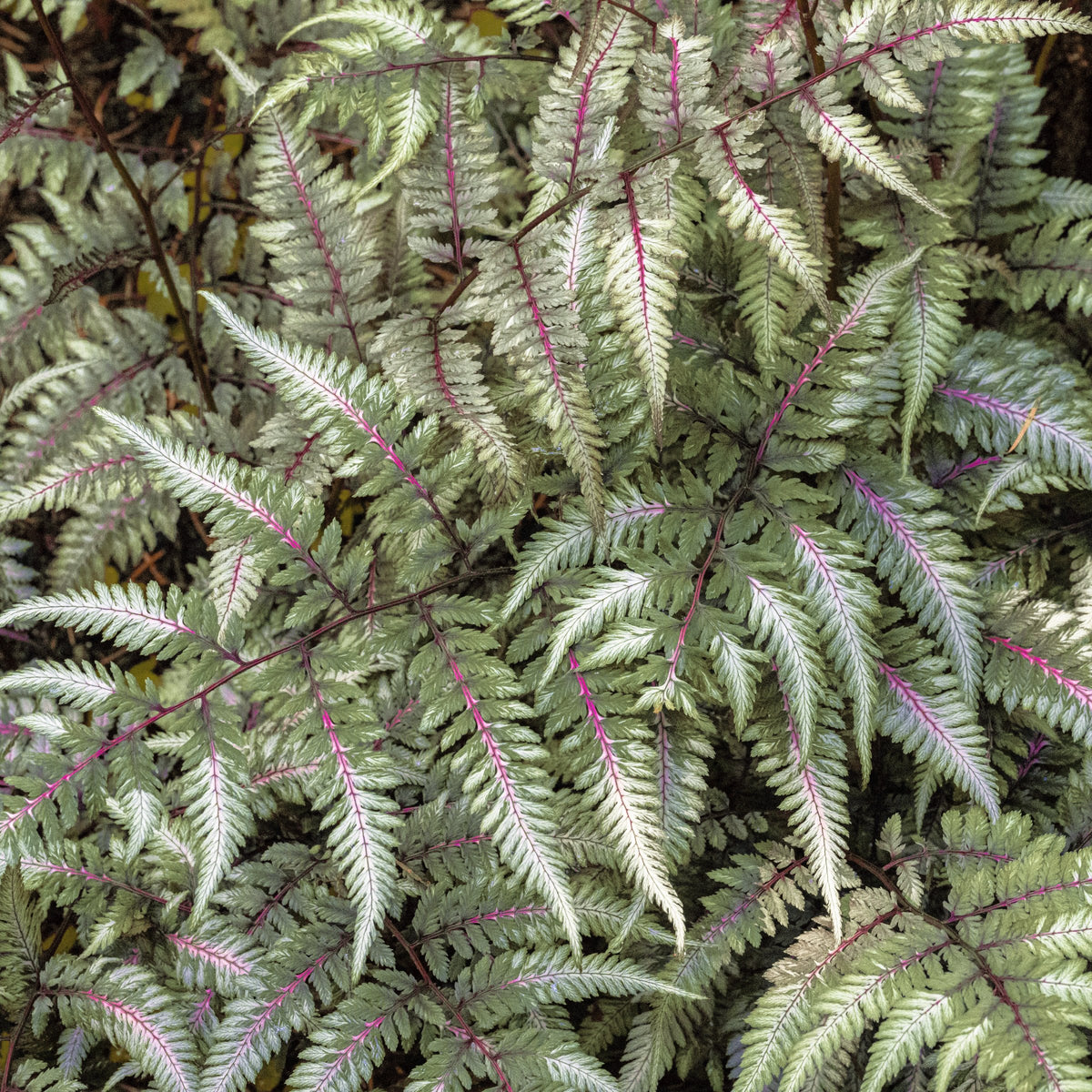 Athyrium Regal Red - 5.5" Pot