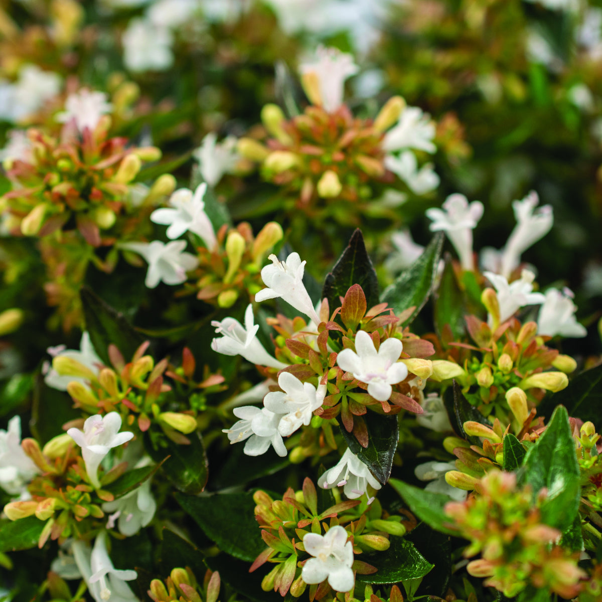 Abelia Apple  Perfection  - 3 Gallon Pot (NOVEMBER PICK UP SALE)