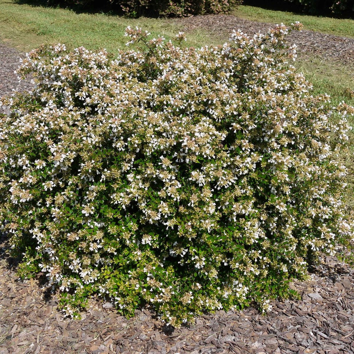 Abelia Apple  Perfection  - 3 Gallon Pot (NOVEMBER PICK UP SALE)