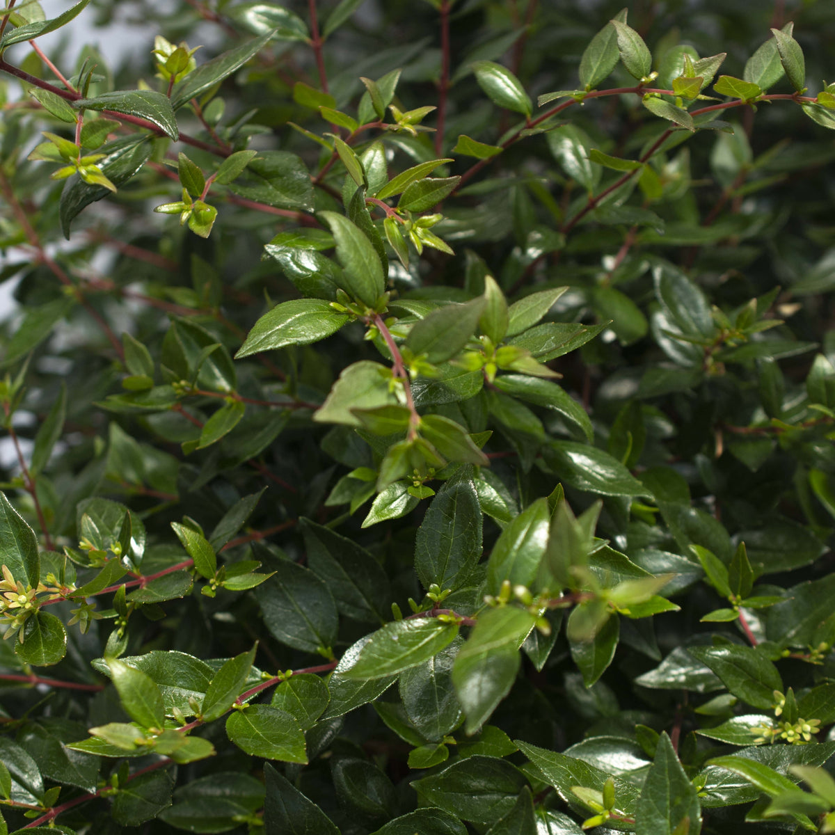 Abelia Apple  Perfection  - 3 Gallon Pot (NOVEMBER PICK UP SALE)