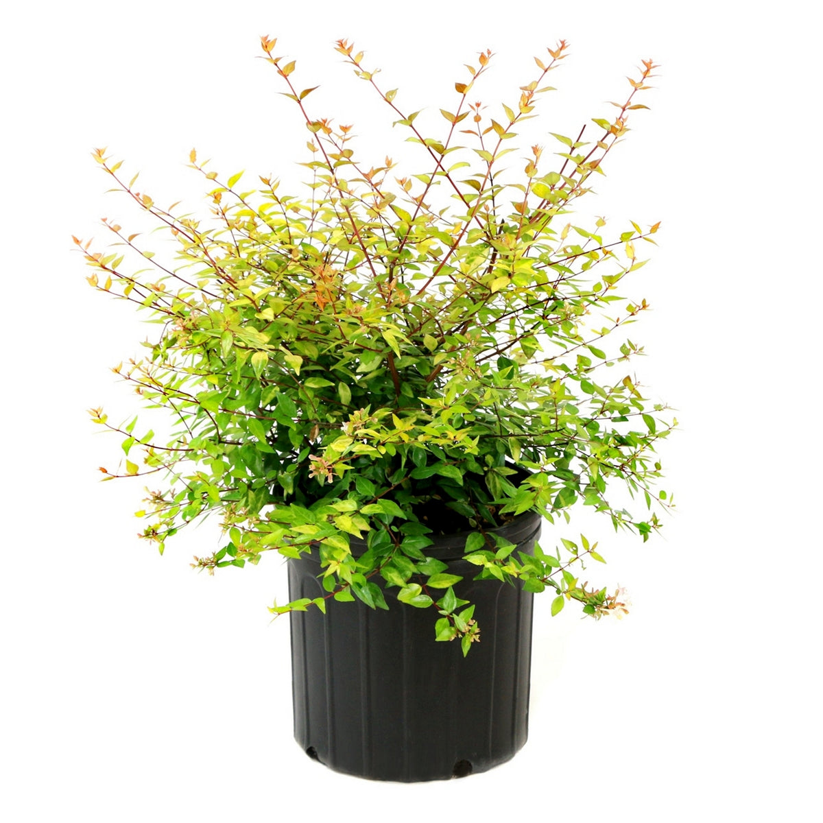 Abelia Apple  Perfection  - 3 Gallon Pot (NOVEMBER PICK UP SALE)