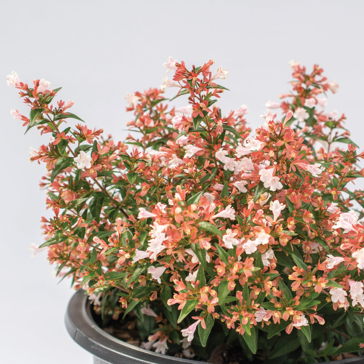 Abelia Raspberry Perfection - 3 Gallon Pot (NOVEMBER PICK UP SALE)