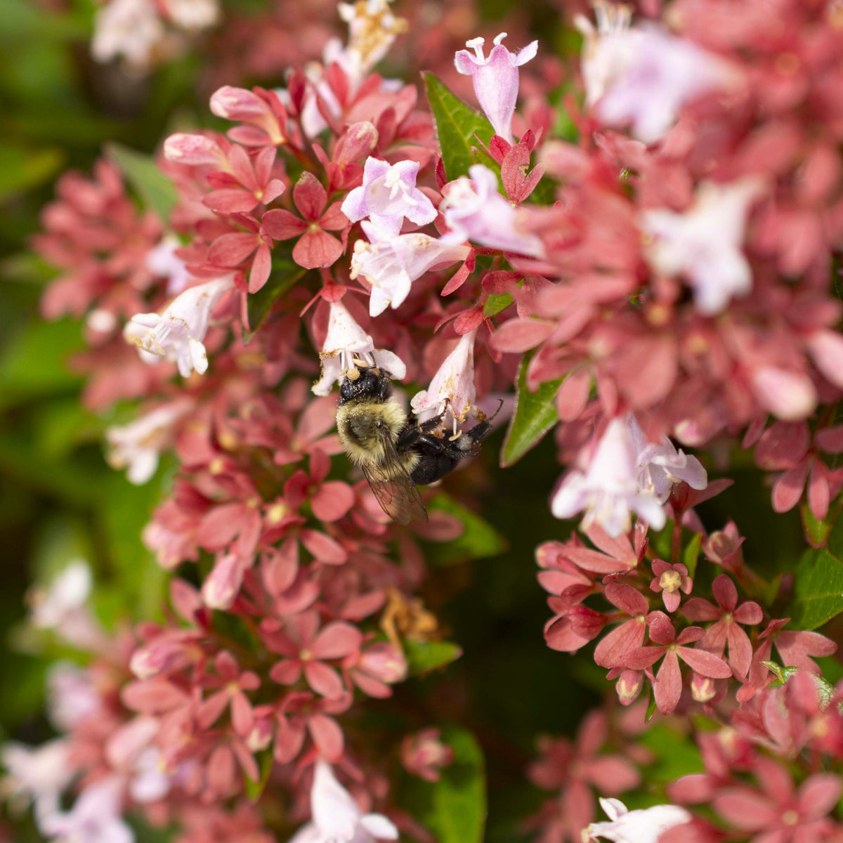 Abelia Raspberry Perfection - 3 Gallon Pot (NOVEMBER PICK UP SALE)