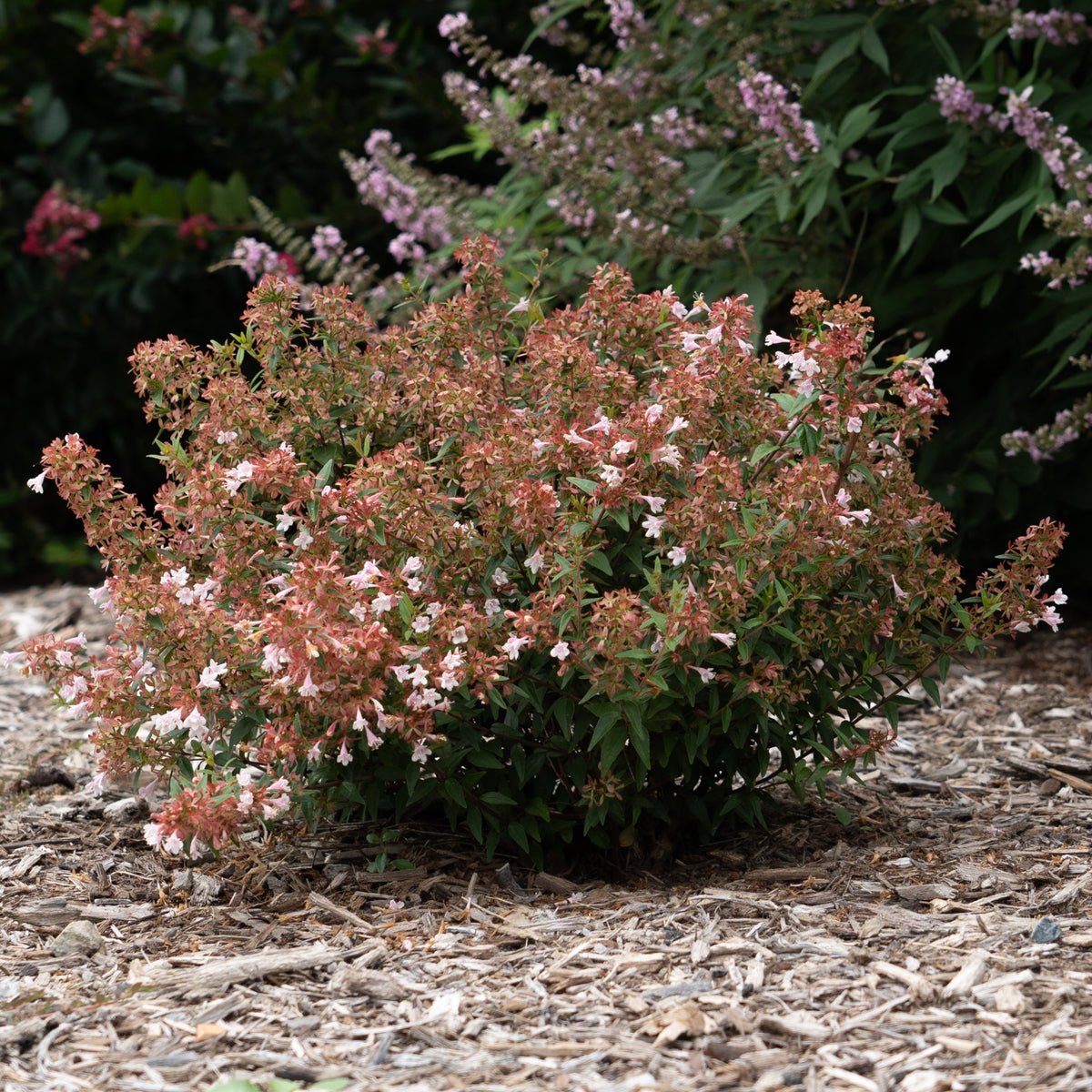 Abelia Raspberry Perfection - 3 Gallon Pot (NOVEMBER PICK UP SALE)