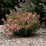 Abelia Raspberry Perfection - 3 Gallon Pot (NOVEMBER PICK UP SALE)