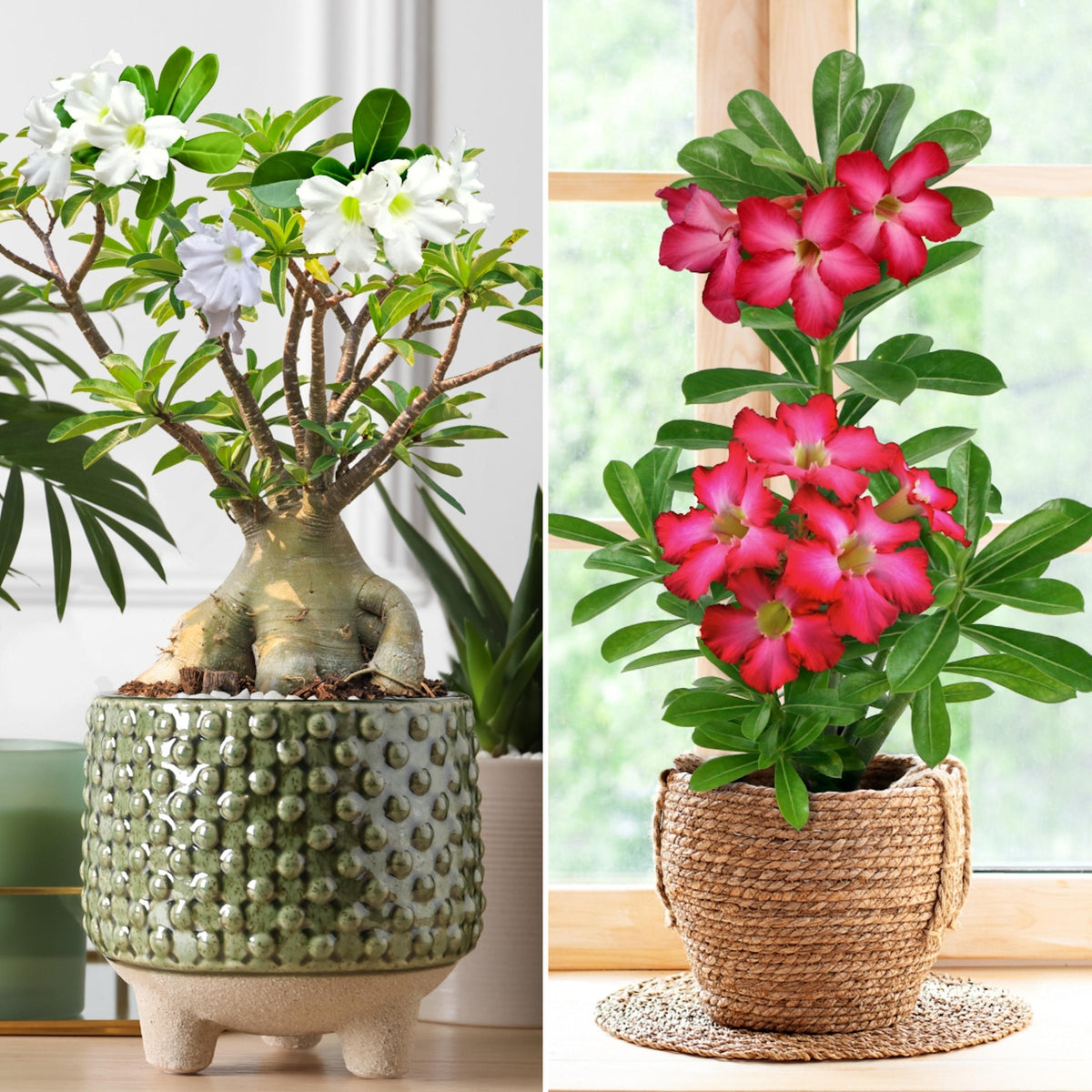 2-Piece Desert Rose Duo (1 Red/ 1 White Desert Rose) - 3.25”