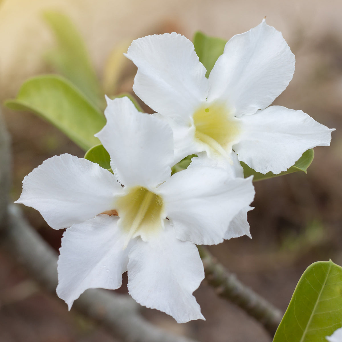 2-Piece Desert Rose Duo (1 Red/ 1 White Desert Rose) - 3.25”