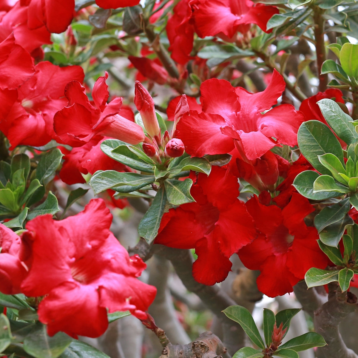 2-Piece Desert Rose Duo (1 Red/ 1 White Desert Rose) - 3.25”