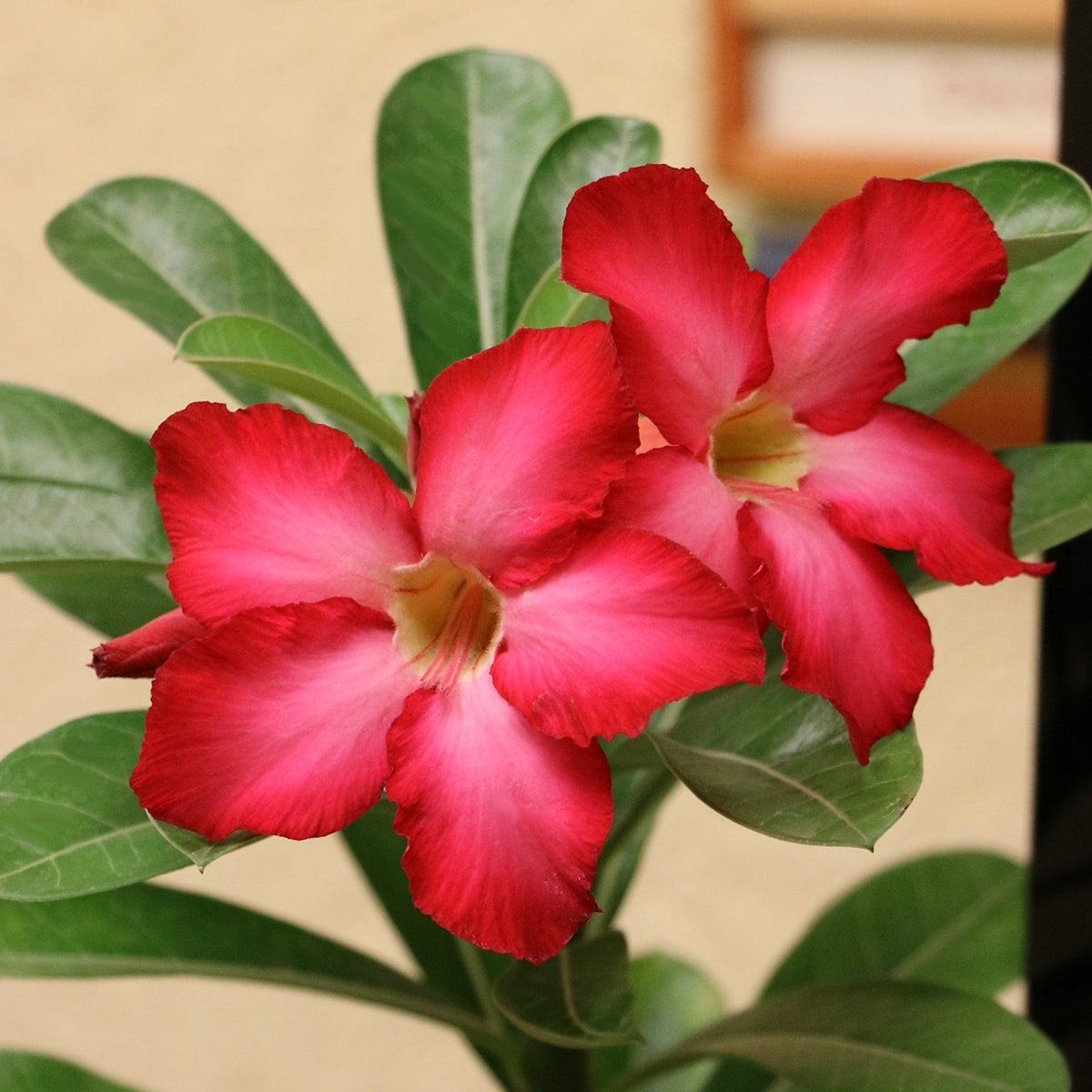 2-Piece Desert Rose Duo (1 Red/ 1 White Desert Rose) - 3.25”