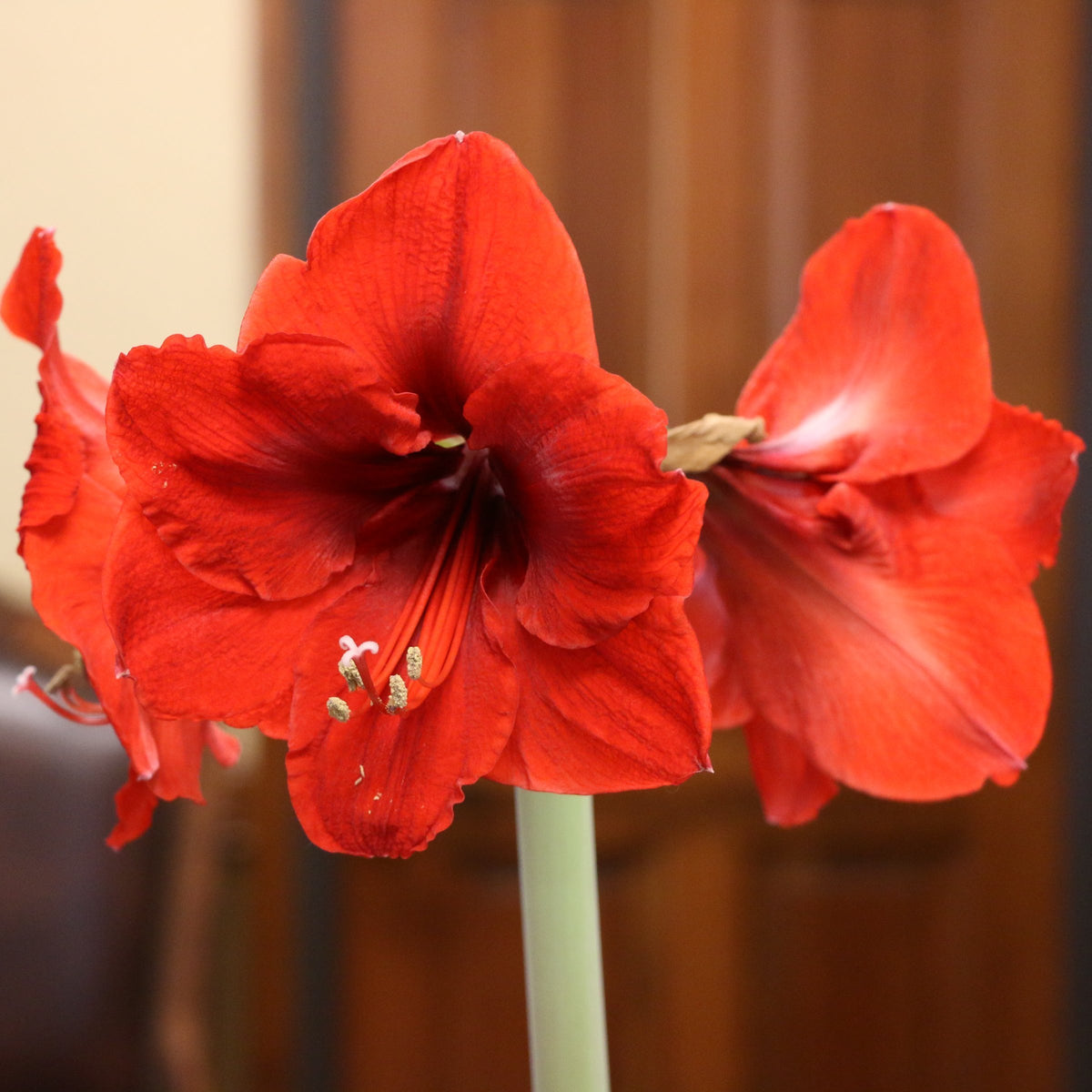 Amaryllis, Waxed Amaryllis Bulb (choice of holiday script) one of each