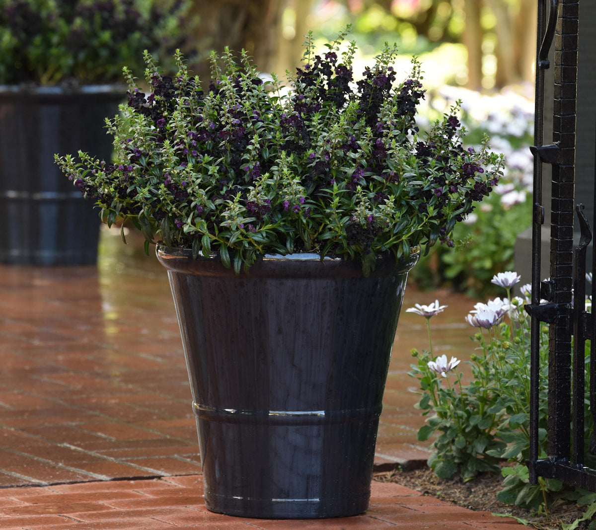 Angelonia 'AngelFlare™ Black' - 1 Gallon Pot