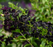 Angelonia 'AngelFlare™ Black' - 1 Gallon Pot