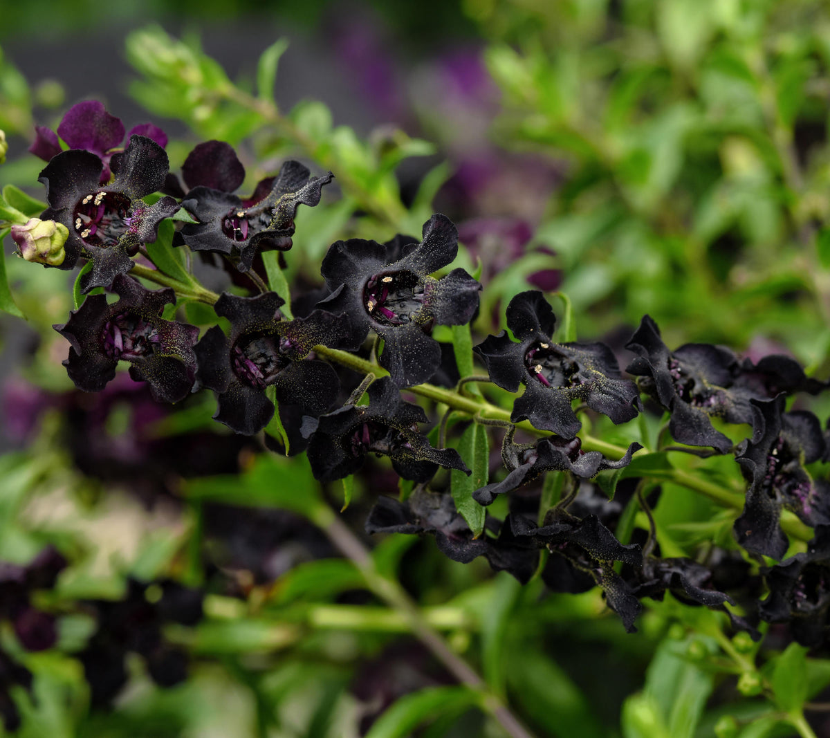 Angelonia 'AngelFlare™ Black' - 1 Gallon Pot