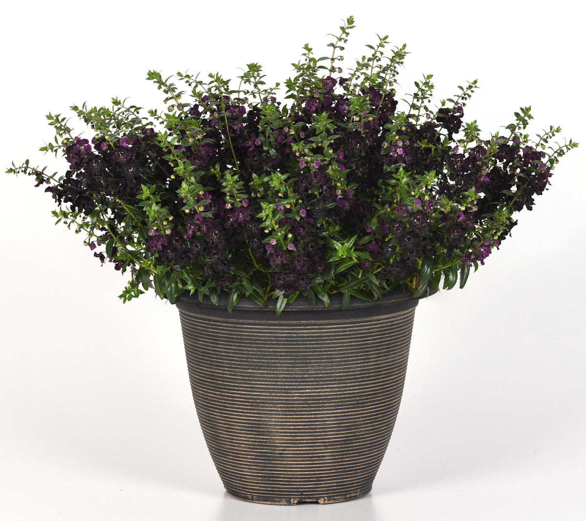 Angelonia 'AngelFlare™ Black' - 1 Gallon Pot