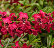 Angelonia 'AngelFlare™ Cranberry' - 1 Gallon Pot