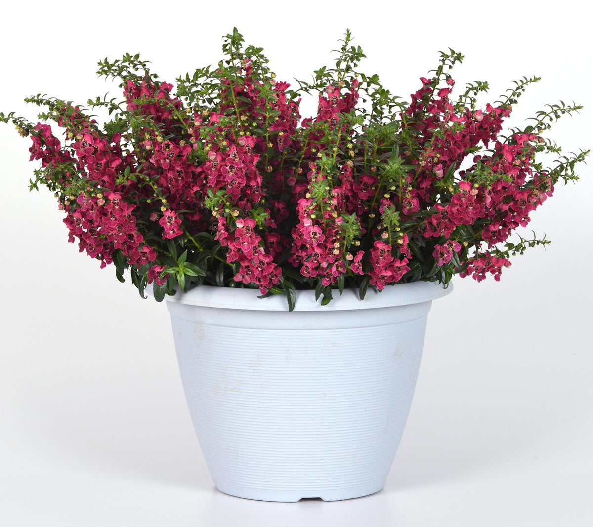 Angelonia 'AngelFlare™ Cranberry' - 1 Gallon Pot