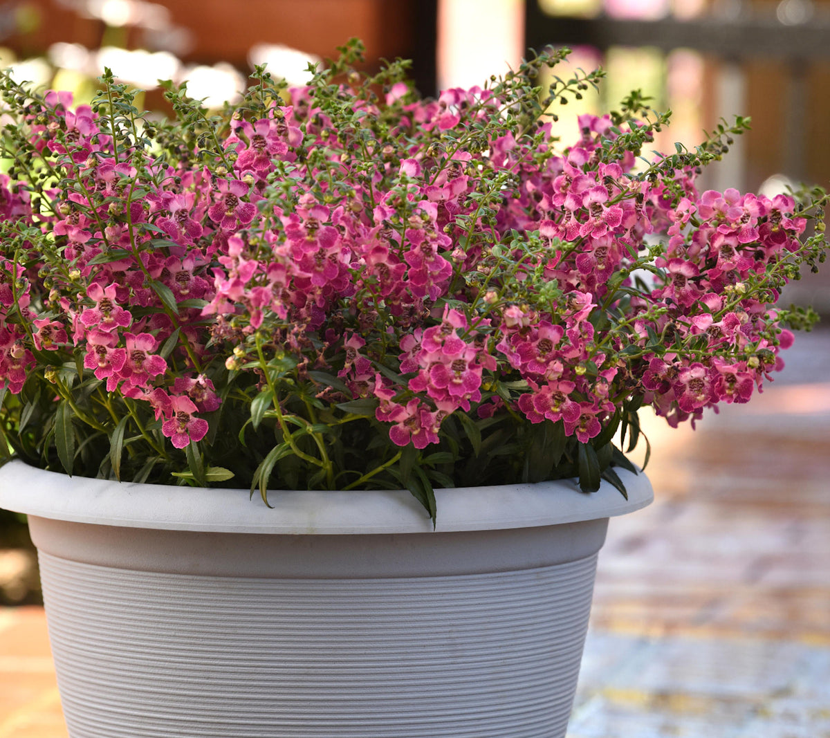 Angelonia 'AngelFlare™ Orchid Pink' - 1 Gallon Pot