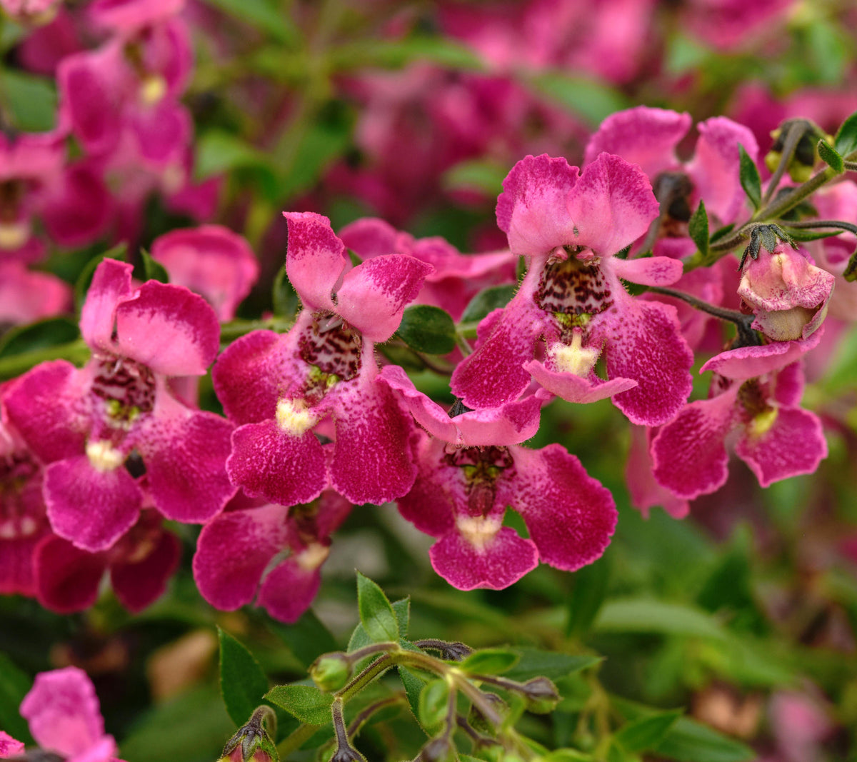 Angelonia 'AngelFlare™ Orchid Pink' - 1 Gallon Pot