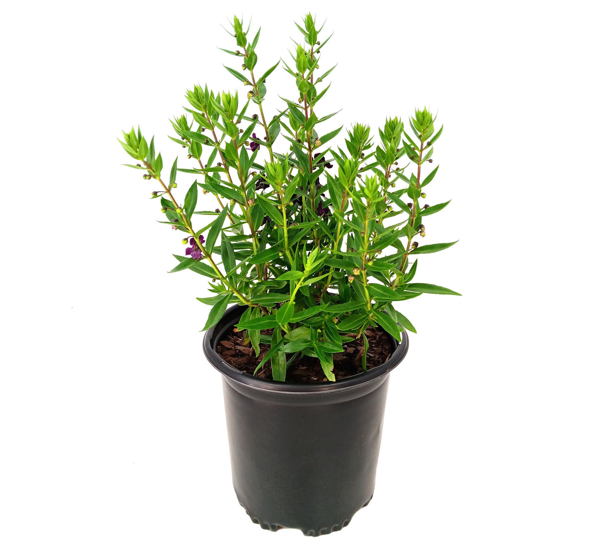 Angelonia 'AngelFlare™ Cranberry' - 1 Gallon Pot