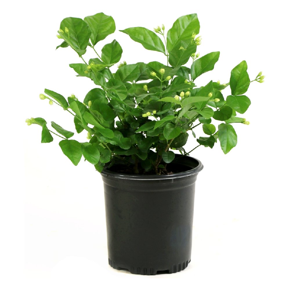 Jasminium 'Sambac Jasmine' - 1 Gallon Pot