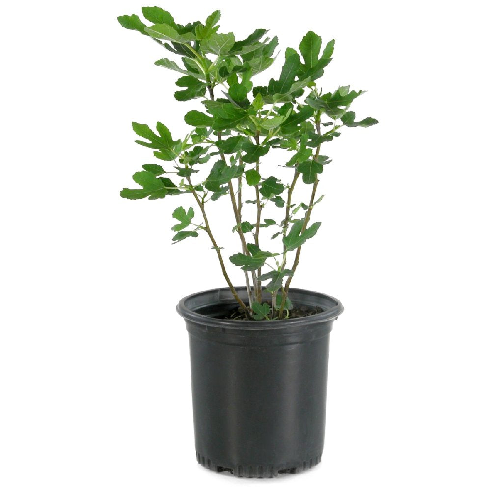 Ficus, Olympian Fig - 1 Gallon Pot